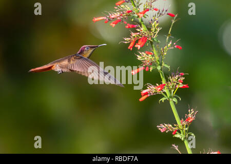 Colibri Topaze rubis sur l'alimentation de la chaleur d'Antigua fleur dans un jardin. Banque D'Images