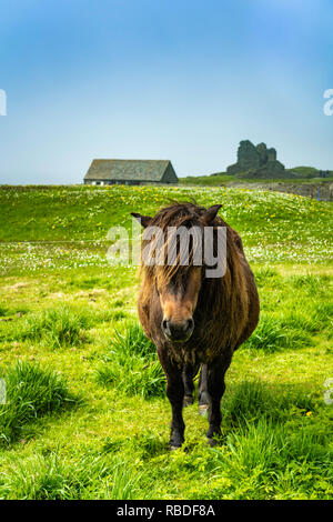 Un poney Shetland au Jarlshof et préhistoriques colonisation scandinave site archéologique au Shetland, Écosse, Royaume-Uni, Europe. Banque D'Images