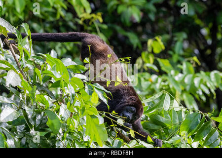 Geoffrey's singe-araignée, Parc National de Tortuguero, Costa Rica Banque D'Images