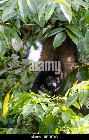 Geoffrey's singe-araignée, Parc National de Tortuguero, Costa Rica Banque D'Images