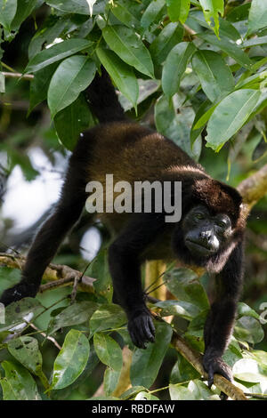 Geoffrey's singe-araignée, Parc National de Tortuguero, Costa Rica Banque D'Images