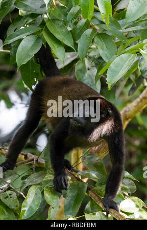 Geoffrey's singe-araignée, Parc National de Tortuguero, Costa Rica Banque D'Images