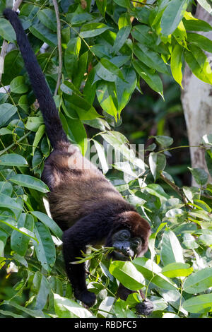 Geoffrey's singe-araignée, Parc National de Tortuguero, Costa Rica Banque D'Images