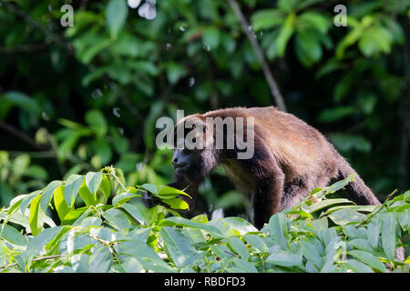 Geoffrey's singe-araignée, Parc National de Tortuguero, Costa Rica Banque D'Images