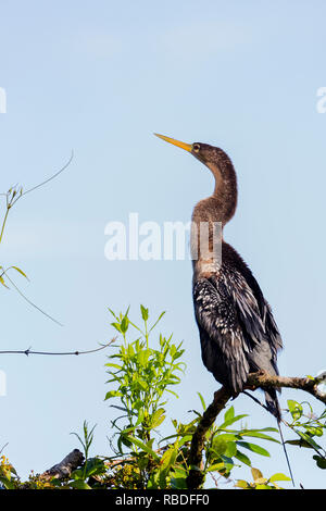 Anhinga, Parc National de Tortuguero, Costa Rica Banque D'Images