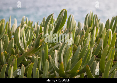 Carpobrotus glaucescens succulentes sauvages à la mer Banque D'Images