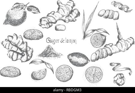 Mettre la main de racines de gingembre, citron et Fleurs de vie, en couleur noir isolé sur fond blanc. Retro vintage design graphique. botanical croquis dessin, gravure Illustration de Vecteur