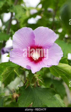 Resi 'Hibiscus' fleur. Banque D'Images