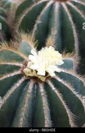 Parodia magnifica. Floraison cactus boule dans un environnement protégé. Banque D'Images