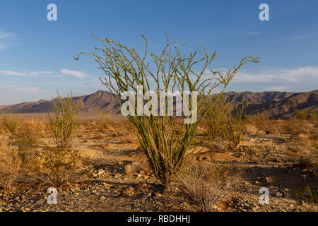 A la société (fouquieria splendens) BUSH, Joshua Tree National Park, CA, États-Unis. Banque D'Images