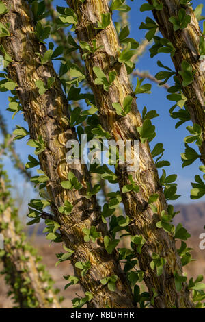 La société (fouquieria splendens), Joshua Tree National Park, CA, États-Unis. Banque D'Images