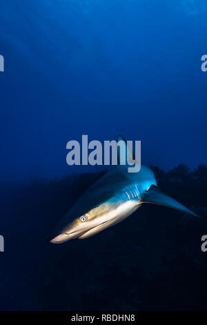 Requin gris de récif coralliens tropicaux dans une rencontre avec l'eau bleu clair sur l'arrière-plan . Banque D'Images