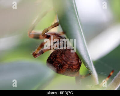 Macro d'une araignée cachée avec un éclairage intéressant. Rétro-éclairage doux. Le nord de l'portugais meadows dans un beau début de journée d'automne. Banque D'Images