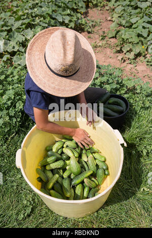 Un agriculteur portant un grand chapeau concombres organiques des pieux dans un grand seau tout en s'agenouillant dans le domaine agricole. Banque D'Images