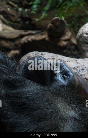 Un beau portrait d'un gorille de plaine de l'Ouest pose et repose au sol Banque D'Images