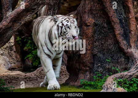 Une belle photo d'un tigre du Bengale albinos de marche (Panthera tigris) Banque D'Images