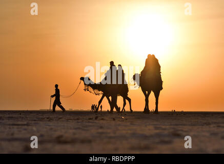 Visiteurs équitation sur camel en White Rann plus à Rann de Kutch, Gujarat, Inde Banque D'Images