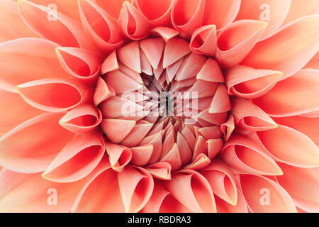 Gros plan d'une couleur corail dahlia. Banque D'Images