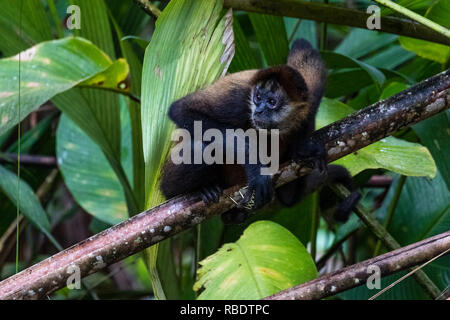 Singe araignée, Geoffrey's River safari, Parc National de Tortuguero, Costa Rica Banque D'Images