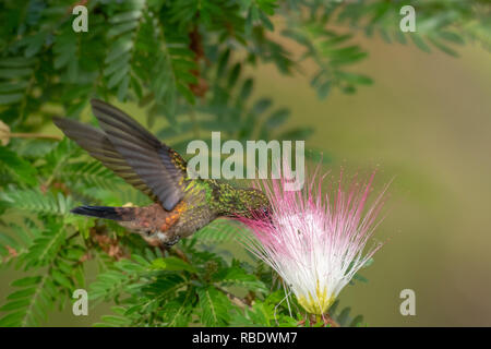 Hummingbird à croupion de cuivre qui se nourrit d'une Calliandra tree (Arbre powderpuff) dans un jardin. Banque D'Images