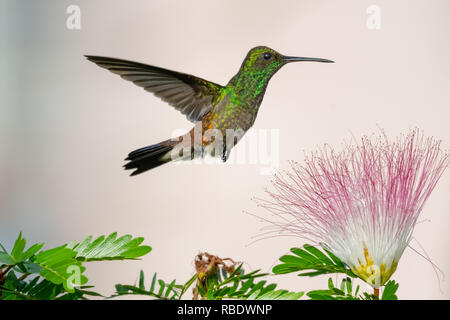 Hummingbird à croupion de cuivre qui se nourrit d'une Calliandra tree (Arbre powderpuff) dans un jardin. Banque D'Images