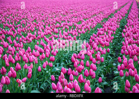 Rangées de jolies tulipes roses fleurissent dans un champ à Mount Vernon, Skagit Comté, l'état de Washington Banque D'Images