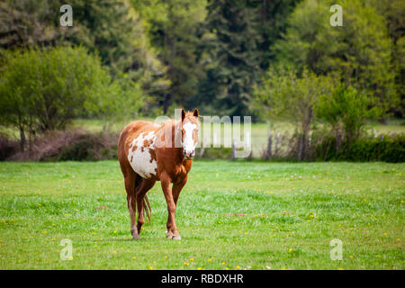 Un marron et blanc avec l'oseille pinto horse pygargue à tête visage et yeux heterochromia iridium marche dans une prairie de pâturage de printemps Banque D'Images