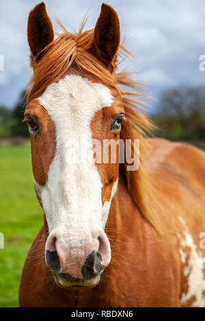 Le portrait de l'overo, cheval qui est brun et blanc avec deux yeux de couleur marron et un bleu un Banque D'Images