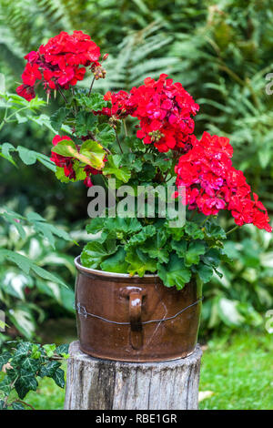 Géranium rouge en pot, pélargonium en pot en céramique, plante de fleurs de jardin Banque D'Images