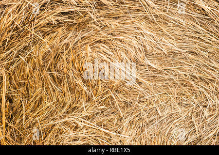 La paille, la paille sèche texture background, esprit vintage pour la conception Banque D'Images