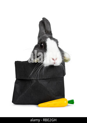 Gris blanc avec mignon lapin européen, Stting côté dans un papier noir avec un faux carotte. Pattes sur le bord. En regardant vers l'avant de l'appareil photo. Isola Banque D'Images