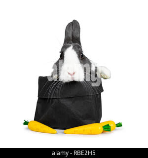 Gris blanc avec mignon lapin européen, Stting dans un papier noir de retour avec trois faux les carottes. Pattes sur le bord. En regardant vers l'avant de l'appareil photo. O isolés Banque D'Images