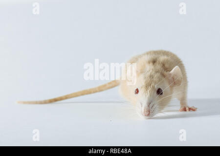 Souris rat de laboratoire blanc aux yeux rouges isolé sur fond blanc Banque D'Images