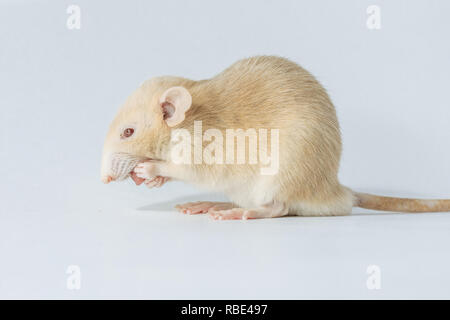 Souris rat de laboratoire blanc aux yeux rouges isolé sur fond blanc Banque D'Images