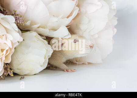 Photo en gros plan de mignon litle rat blanc souris en belles pivoines blanches à fleurs, mariage, saint valentin, fleur. Fond blanc Banque D'Images