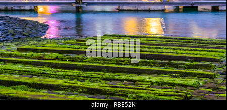 Planches en bois couverts de mousse, de l'eau paysage paysage, tranquille nature background Banque D'Images