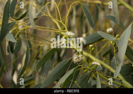 Floraison d'hiver, eucalyptus gunnii Eucalyptus gum, arbres, fleurs en UK à blanc comme de petites anémones de mer, avec opercule Banque D'Images