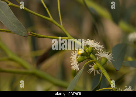 Floraison d'hiver, eucalyptus gunnii Eucalyptus gum, arbres, fleurs en UK à blanc comme de petites anémones de mer, avec opercule Banque D'Images