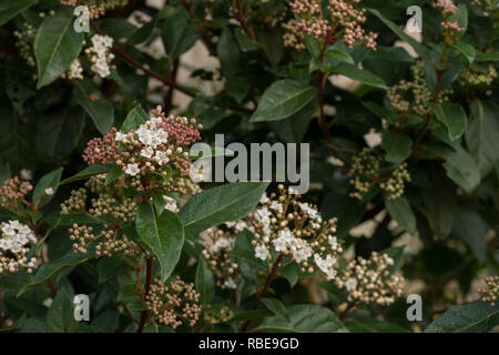 Floraison d'hiver viburnum arbuste à petites fleurs rose profond délicates fleurs blanches et rougit, Viburnum tinus, feuilles d'un vert profond Banque D'Images