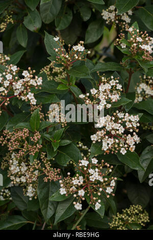 Floraison d'hiver viburnum arbuste à petites fleurs rose profond délicates fleurs blanches et rougit, Viburnum tinus, feuilles d'un vert profond Banque D'Images