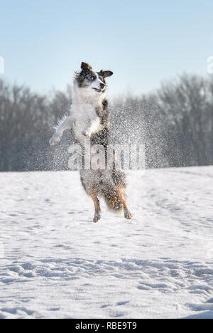 Funny Border Collie chien jouant et sautant dans un pré couvert de neige par une froide journée d'hiver ensoleillée Banque D'Images