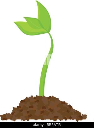  Graines  germination simple  dessin  Sprout plante arbre 