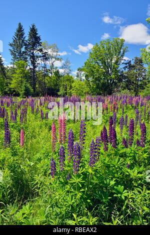 Un champ de lupins, Danbury, Wisconsin, États-Unis Banque D'Images