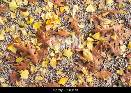 Chêne rouge brun et jaune des feuilles de ginkgo biloba sur sol caillouteux dans un parc. Banque D'Images