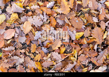 Feuilles de chêne et hêtre tombé sur le terrain en forêt en automne de l'automne. Banque D'Images