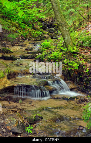 Un affluent dans les bois près de Wagner, Wagner Falls Falls Scenic Site, Alger County, Michigan, USA Banque D'Images