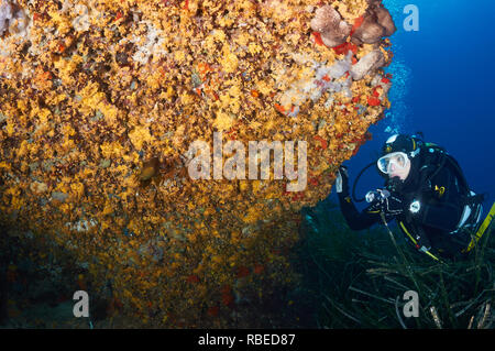 Plongée sous-marine féminine observant une colonie d'anémones (Parazoanthus axinellae) dans le parc naturel de ses Salines (Formentera, mer Méditerranée, Espagne) Banque D'Images