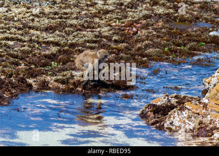 Série de prises montrant une Cape Baboon pontage des d'un tronçon de la mer sur la plage, péninsule du Cap, Afrique du Sud Banque D'Images