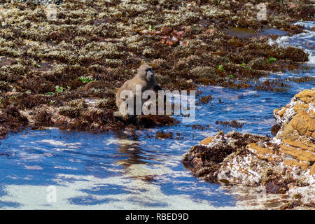 Série de prises montrant une Cape Baboon pontage des d'un tronçon de la mer sur la plage, péninsule du Cap, Afrique du Sud Banque D'Images