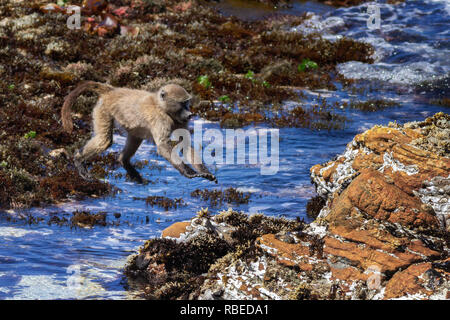 Série de prises montrant une Cape Baboon pontage des d'un tronçon de la mer sur la plage, péninsule du Cap, Afrique du Sud Banque D'Images